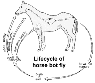 bot fly cycle horses worm horse flies nz bots lifecycle equine larvae worms sheep medical symptoms controlling importance transmission nematode